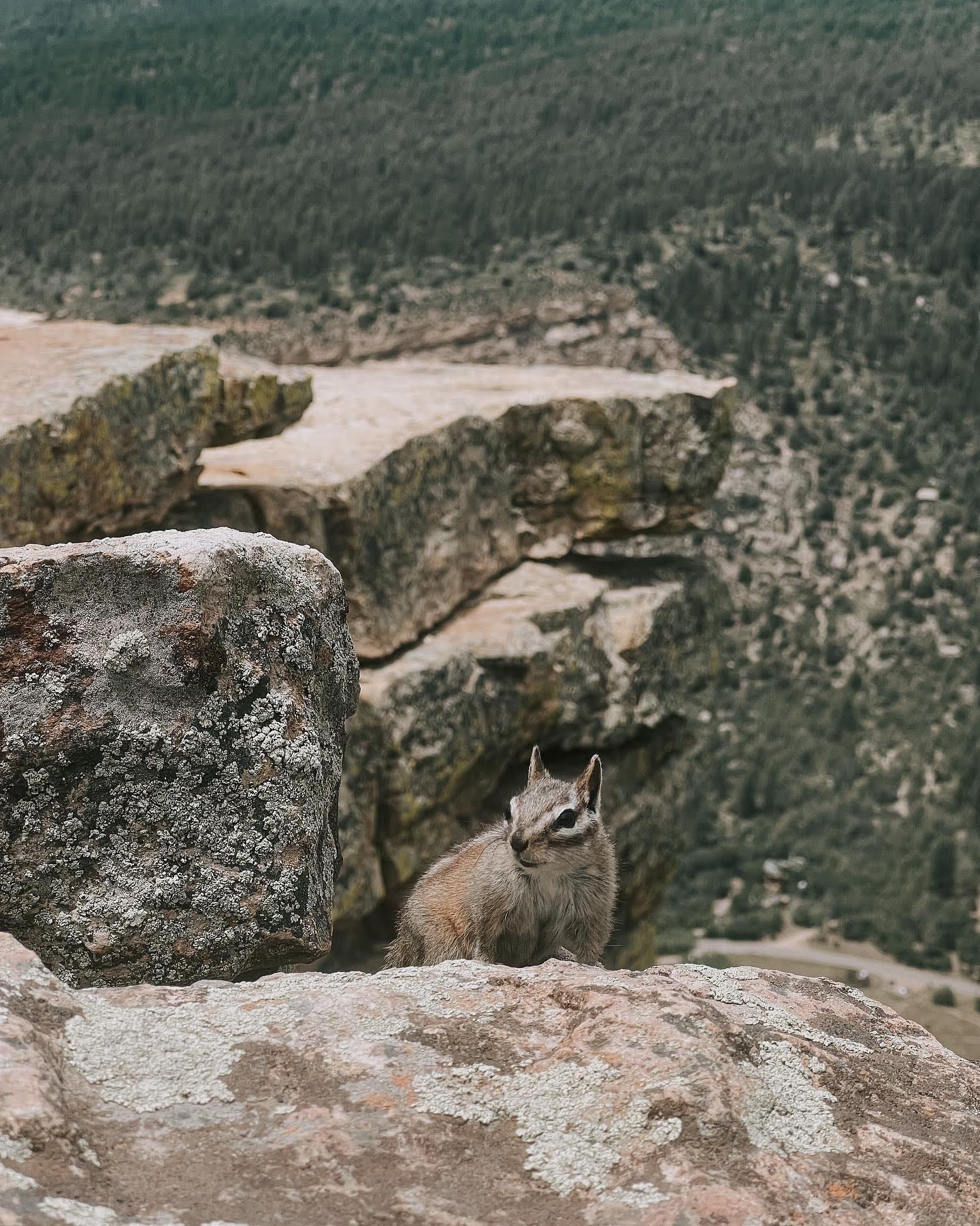 /images/durango-squirrel.jpg